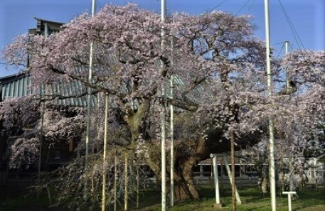 竜ケ崎般若院の桜 (2)